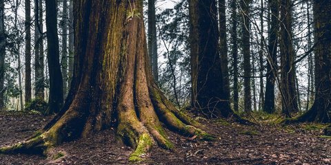 understanding the roots of the boys brigade